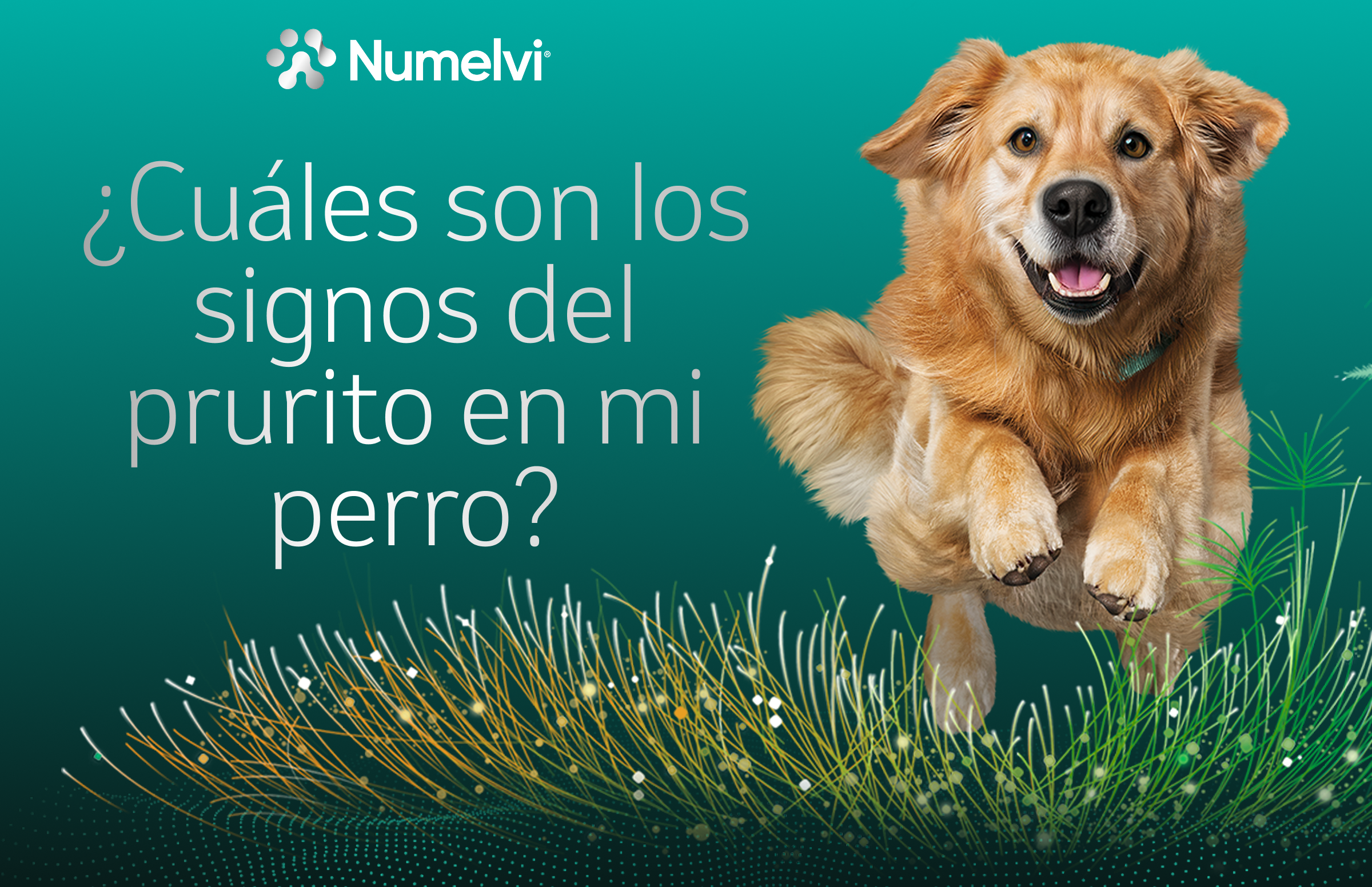 ¿Cuáles son los signos del prurito en mi perro?
